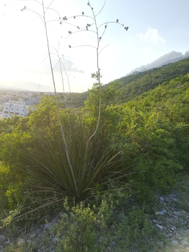 Image of Hesperaloe funifera by (c) Francisco Martínez González, some rights reserved (CC BY-SA)