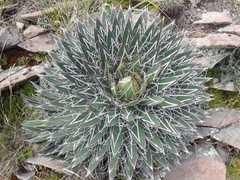 Agave schidigera