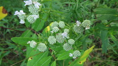Pycnanthemum virginianum