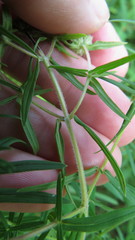 Pycnanthemum virginianum