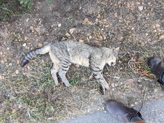 Felis lybica cafra