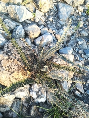 Astrolepis windhamii