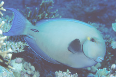Acanthurus blochii
