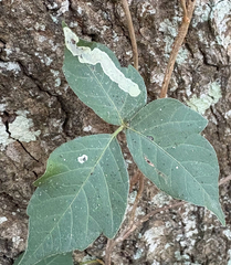 Cameraria guttifinitella
