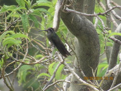 Lampornis amethystinus