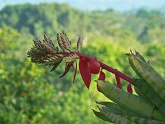 Aechmea bracteata