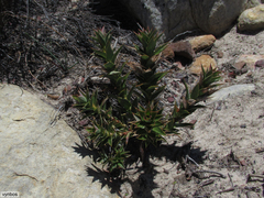 Cliffortia acanthophylla