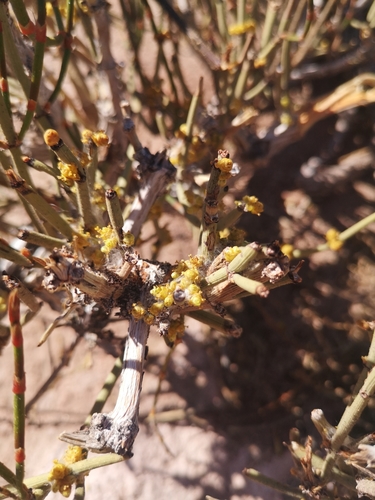 Ephedra multiflora (Ephedra multiflora)