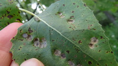 Taphrina