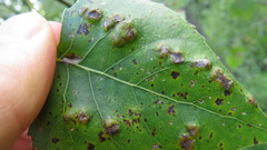 Taphrina