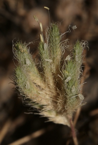Orcuttia inaequalis, 2025-07-11
