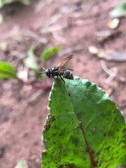 Brachygastra mellifica