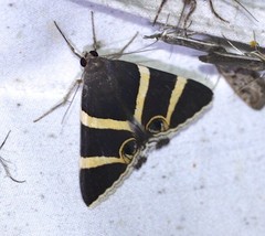 Grammodes ocellata