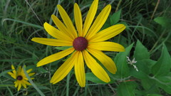 Rudbeckia subtomentosa