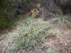 Polygala teretifolia