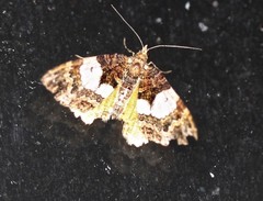 Chrysolarentia phaedra