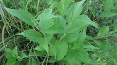 Rudbeckia subtomentosa