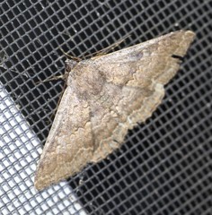 Eudesmeola lawsoni