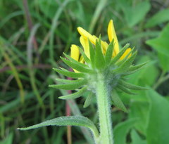 Rudbeckia subtomentosa