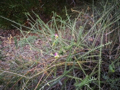 Polygala teretifolia