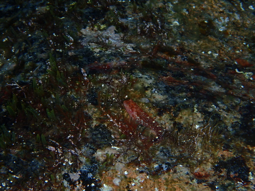 Zvonimir's Blenny, Girolata, 20147 Osani, France, photo 7 of 10