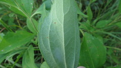 Rudbeckia subtomentosa