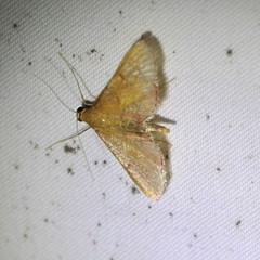 Endotricha pyrosalis