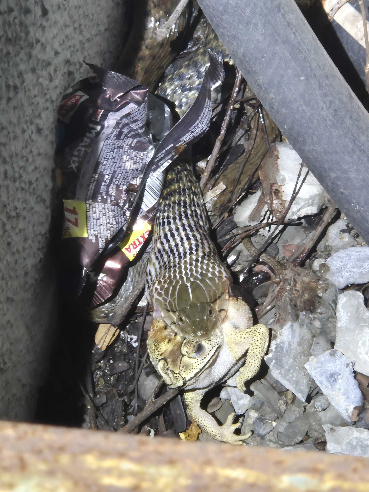 Indian Common True Toad