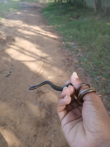 Cope's Antilles Snake
