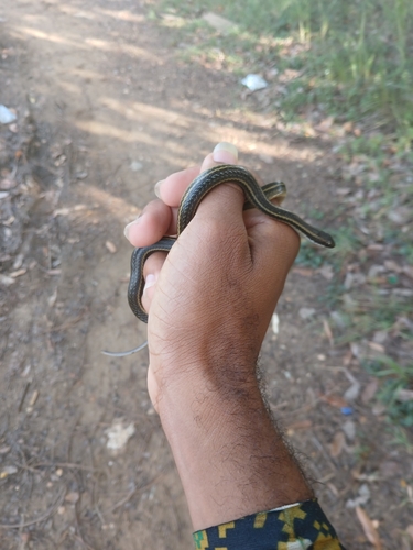 Cope's Antilles Snake