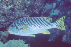 Plectorhinchus lineatus
