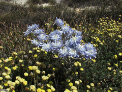 Lachnaea filamentosa