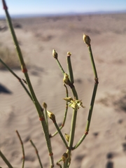 Calafate (Ephedra multiflora)