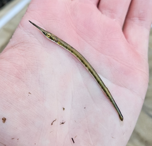 Agujon needlefish (Tylosurus acus) — Belonidae