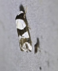 Zonopetala decisana