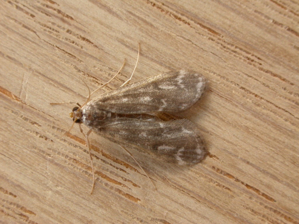Pond moth