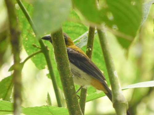 Black-winged Saltator (Saltator atripennis), photo 7