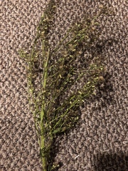 Erigeron canadensis