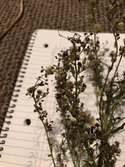 Erigeron canadensis