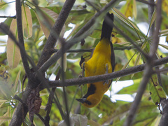 Icterus nigrogularis