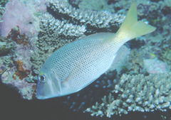 Lethrinus atkinsoni