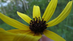 Coreopsis tripteris