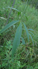 Coreopsis tripteris
