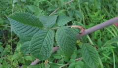 Rosa setigera