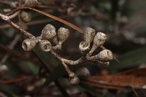 Peppermint Box (Eucalyptus odorata)