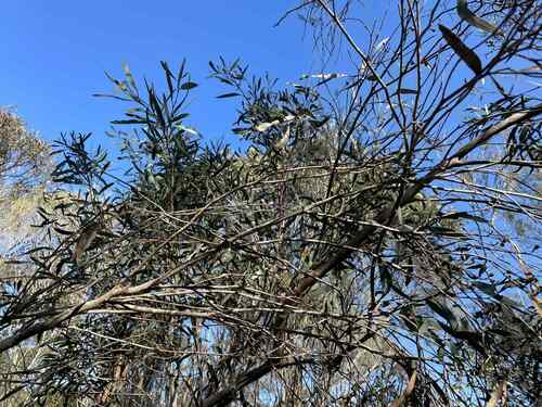 Eucalyptus odorata, photograph 2