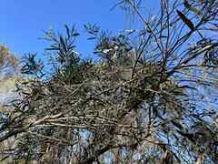 Eucalyptus odorata, photograph author not stated, no rights reserved
