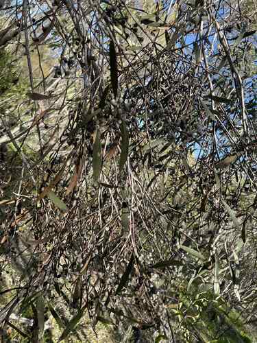 Eucalyptus odorata, photograph 1