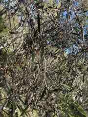 Eucalyptus odorata, photograph author not stated, no rights reserved