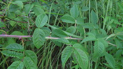Rosa setigera